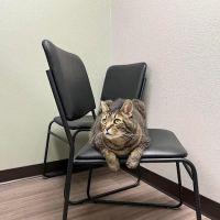 Kaukauna Veterinary Clinic ico