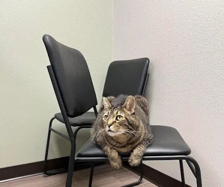 Kaukauna Veterinary Clinic