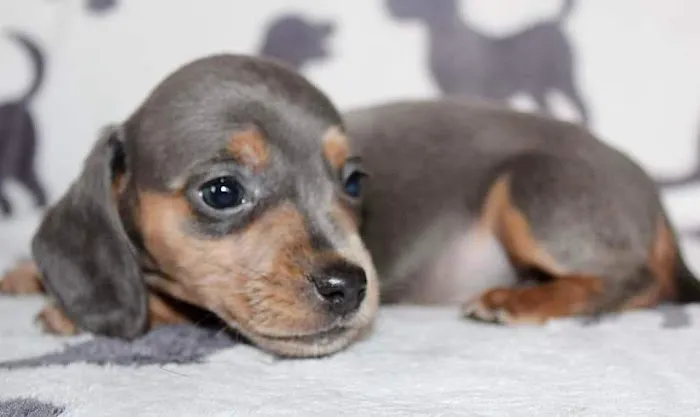 Kaukauna Veterinary Clinic Picture 9