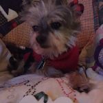 Kaukauna Veterinary Clinic: Rossebo Kurt DVM