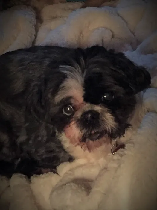 Kaukauna Veterinary Clinic: Rossebo Kurt DVM Picture 2