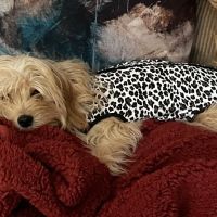 Riverside Animal Hospital ico