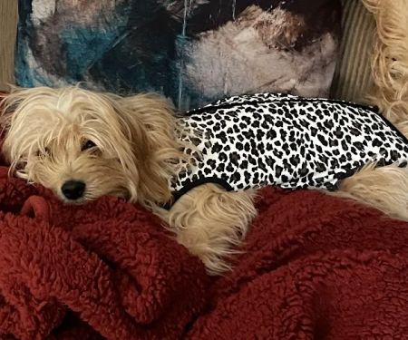 Riverside Animal Hospital