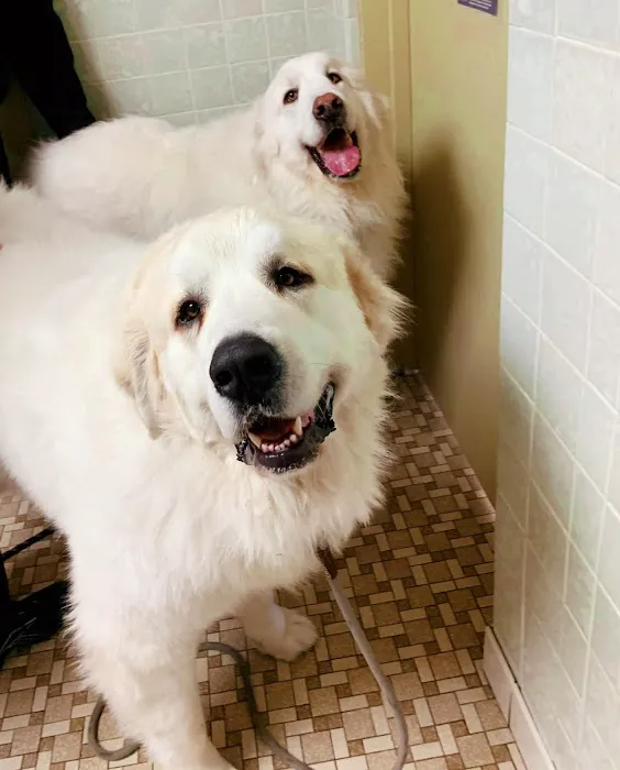 Town & Country Veterinary Clinic Picture 1