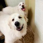 Town & Country Veterinary Clinic