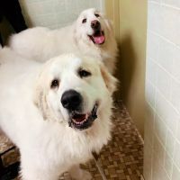 Town & Country Veterinary Clinic ico