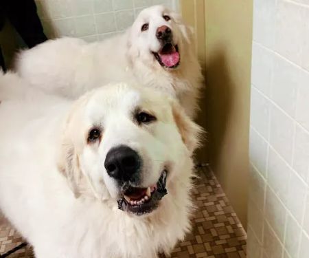 Town & Country Veterinary Clinic