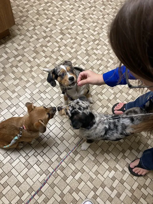 Town & Country Veterinary Clinic Picture 9