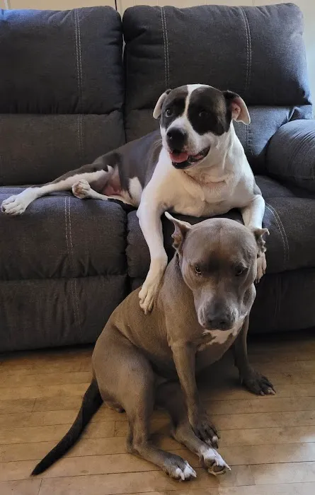 Countryside Veterinary Clinic Picture 4