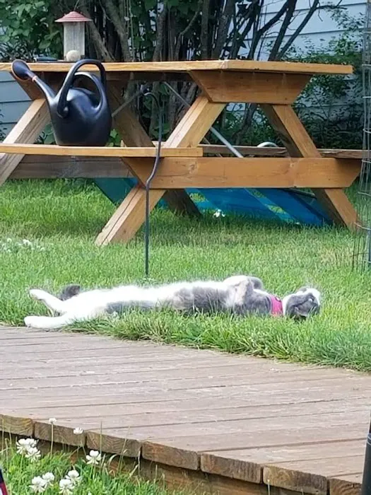 Countryside Veterinary Clinic Picture 2