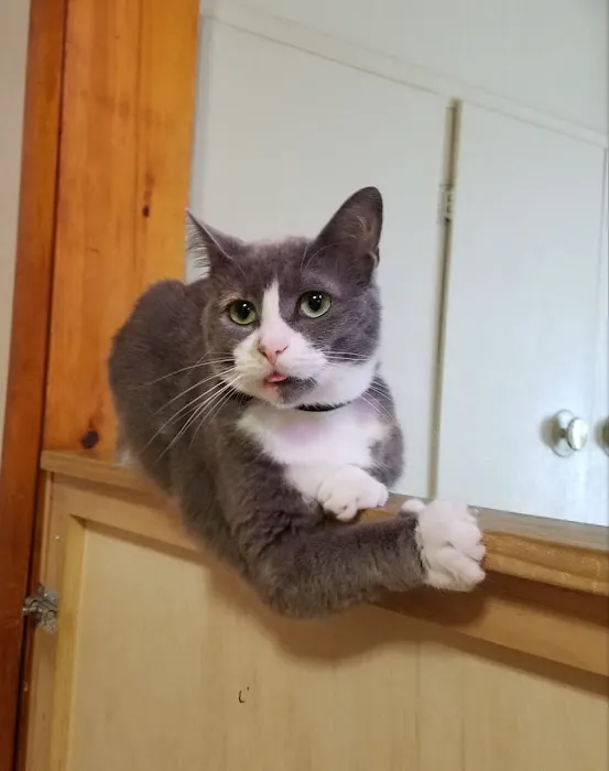 Countryside Veterinary Clinic Picture 1