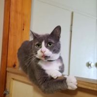 Countryside Veterinary Clinic ico