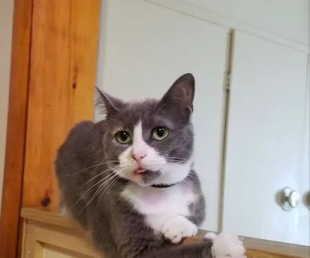 Countryside Veterinary Clinic