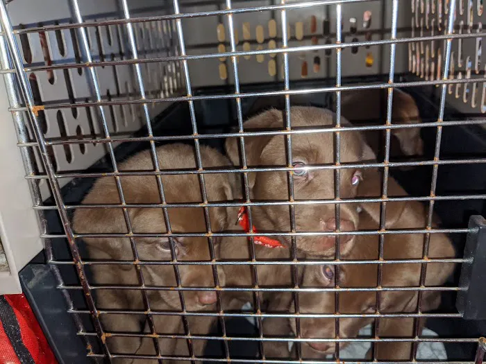 Countryside Veterinary Clinic Picture 8