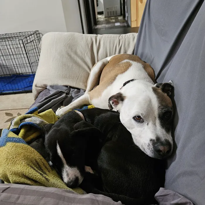 Crivitz Veterinary Hospital Picture 2