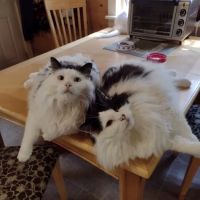 Crivitz Veterinary Hospital ico