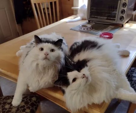 Crivitz Veterinary Hospital