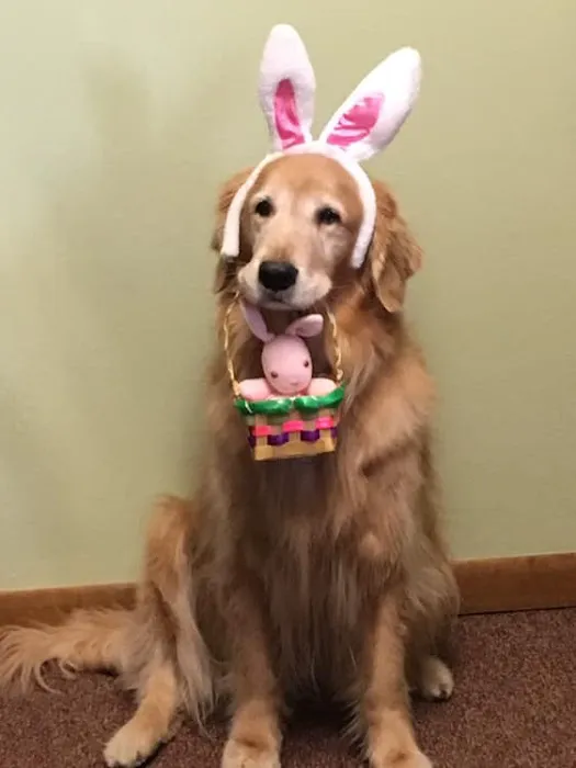 Crivitz Veterinary Hospital Picture 4