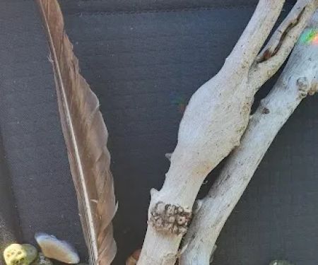 Bayshore Veterinary Clinic Pc