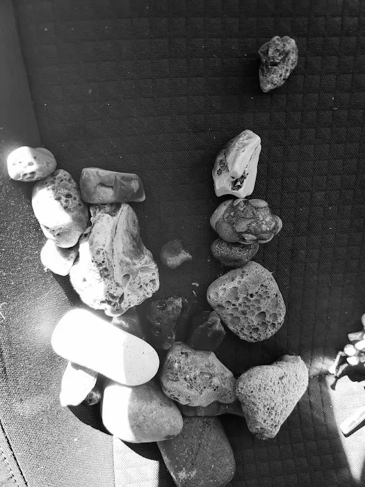 Bayshore Veterinary Clinic Pc Picture 2