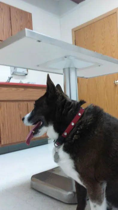 Bayshore Veterinary Clinic Pc Picture 9