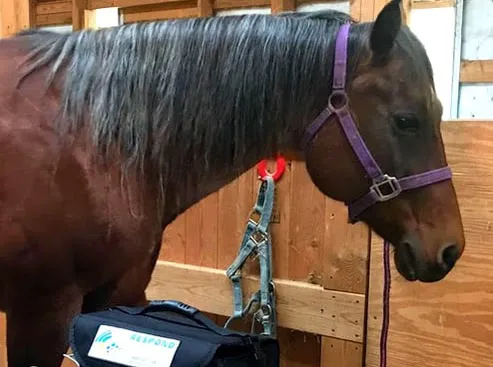 Timber Hill Veterinary Services Picture 3