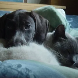 Timber Hill Veterinary Services Picture 2