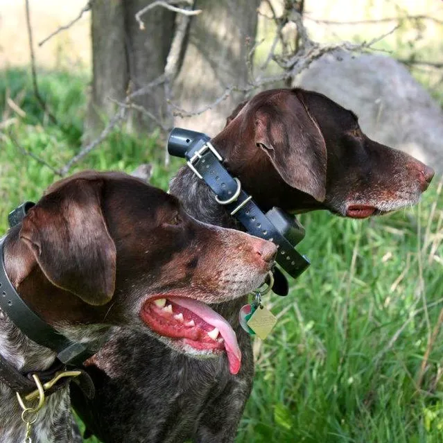 Timber Hill Veterinary Services Picture 1