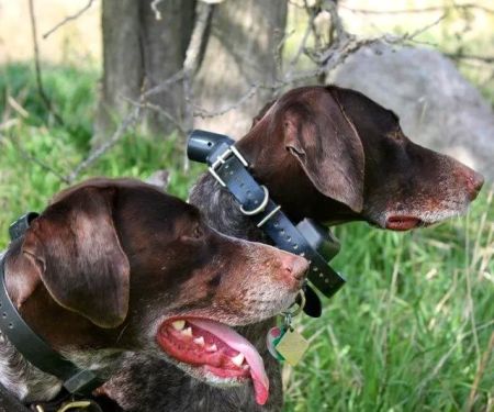 Timber Hill Veterinary Services