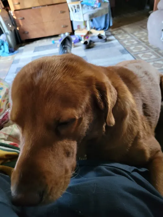 Wright Veterinary Services Picture 1