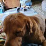 Wright Veterinary Services