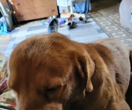 Wright Veterinary Services