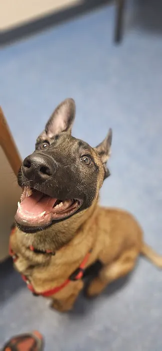 Wright Veterinary Services Picture 8