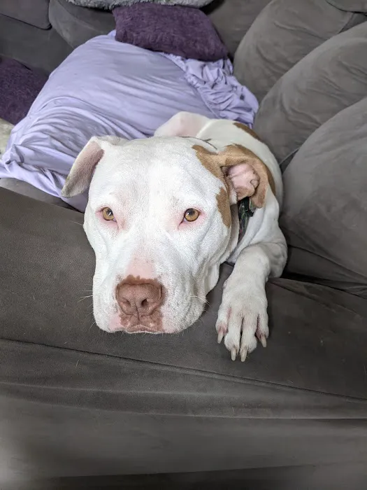 Country Veterinary Clinic Picture 4