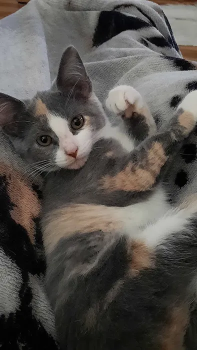 Country Veterinary Clinic Picture 1