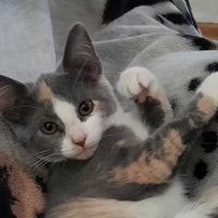 Country Veterinary Clinic ico