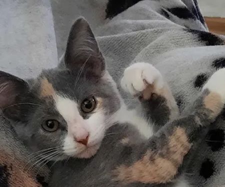 Country Veterinary Clinic