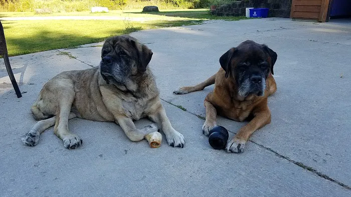 Country Veterinary Clinic Picture 8