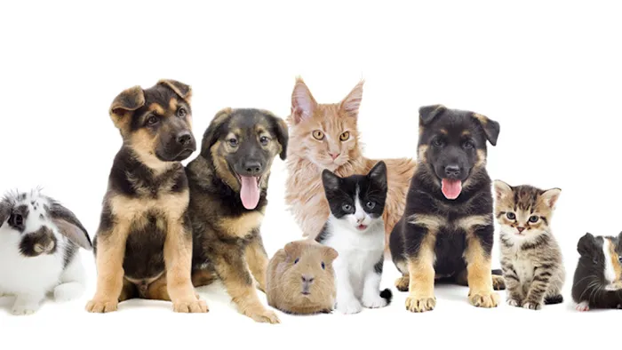 Country Veterinary Clinic Picture 10