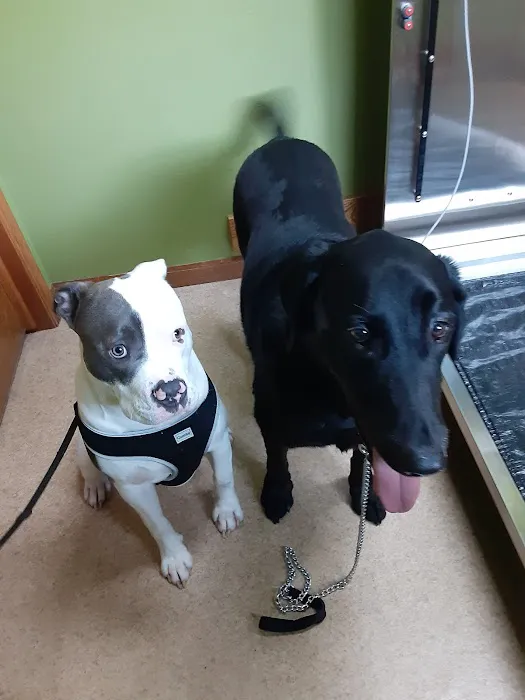 Country Veterinary Clinic Picture 9