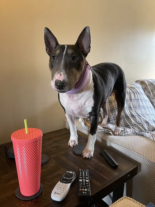 Hartford Animal Clinic Picture 5