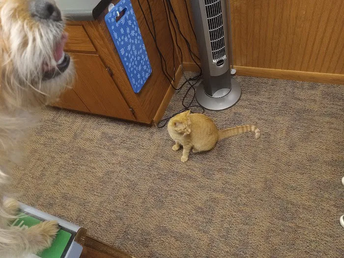 Animal Doctors Picture 1