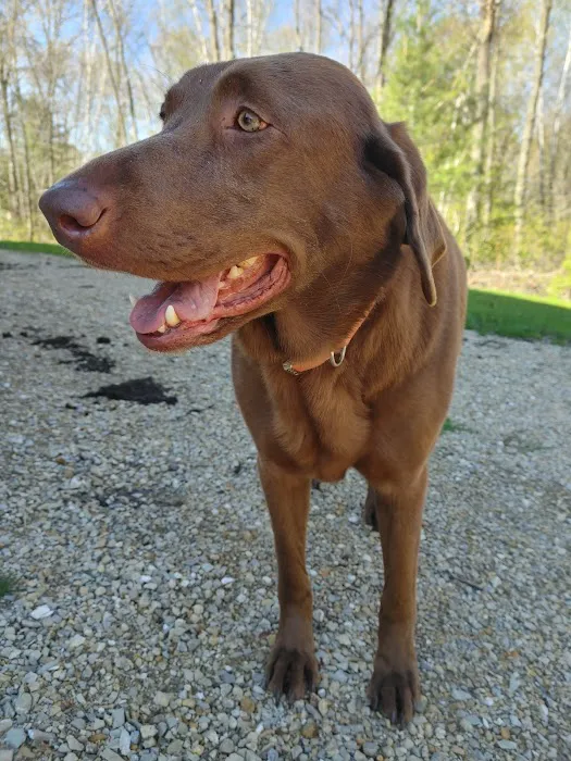 Animal Doctors Picture 4