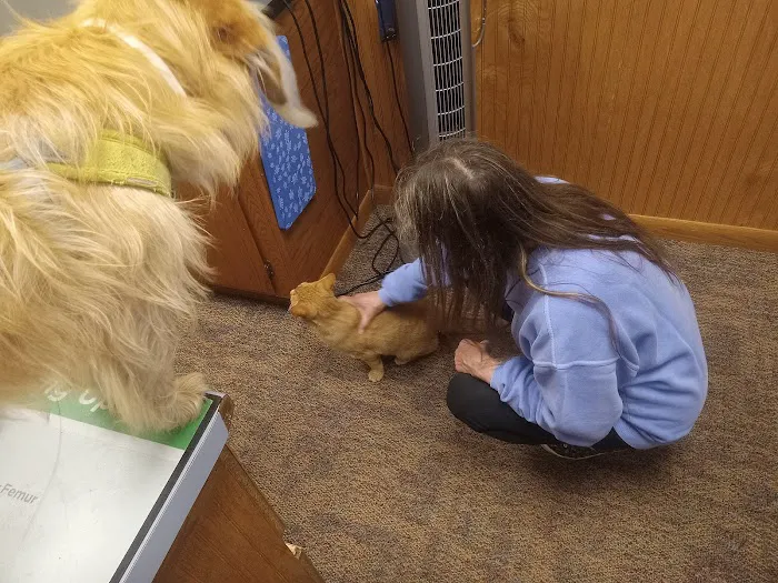 Animal Doctors Picture 2