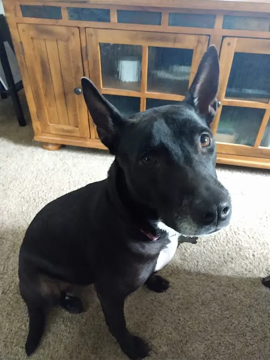 Animal Doctors Picture 9