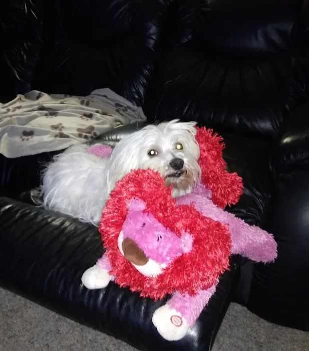 Animal Doctors Picture 6