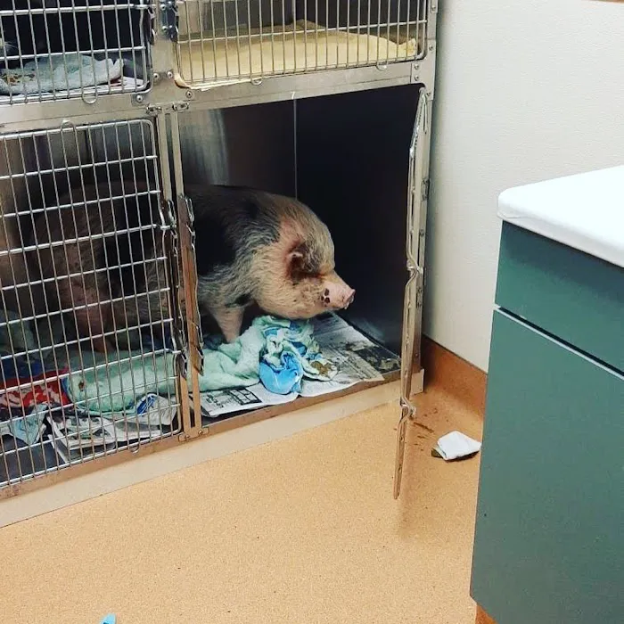 Animal Doctors Picture 8