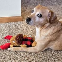 Animal Health Center ico