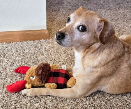 Animal Health Center