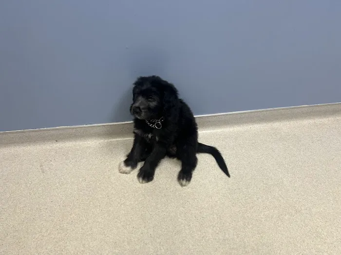 Animal Health Center Picture 3